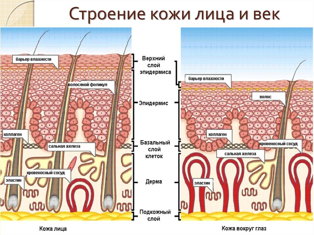 Как нарисовать семейное дерево - схема составления Игра 94 Джеймс Бонд