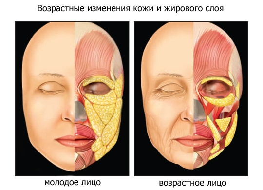 Механизм изменения овала лица