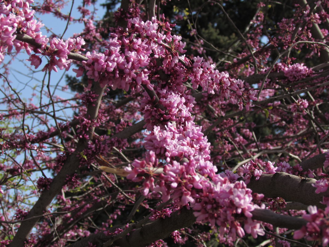 Розовое дерево эфирное. Aniba rosaeodora. Масло розового дерева. Эфирное масло розового дерева. Розовое дерево магические свойства.