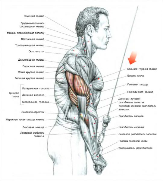 Анатомический рисунок расположения трицепса плеча