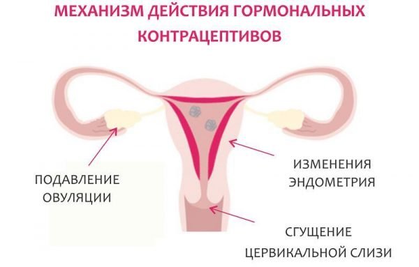 Механизм действия контрацептивов