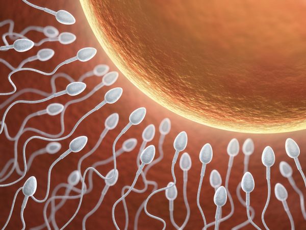 Сперматозоиды и яйцеклетка