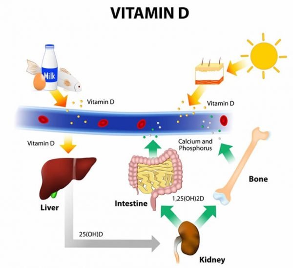 Синтез витамина Д